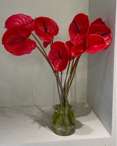 11 Red Anthuriums