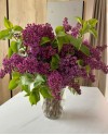 Lilac In Vase