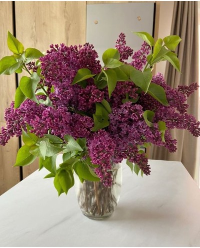 Lilac In Vase