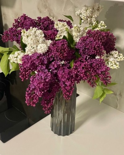 White and Purple Lilac
