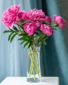 Pink Peonies